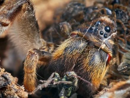 凶狠残暴的穴居狼蛛,却对后代呵护倍至 #狼蛛 #动物 #神奇生物在抖音