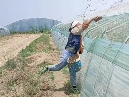 大棚降温棚膜泼泥巴#三农 #农业#来抖音学农技