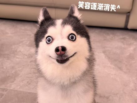 狗:再选我是狗 #萌宠出道计划 #萌宠成精了 #萌宠日常记录 #萌宠搞笑 #猜杯子游戏