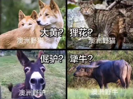 澳洲不见汉家男,今日澳犬盼古人! #澳洲野犬 #澳大利亚 #大明 #大航海