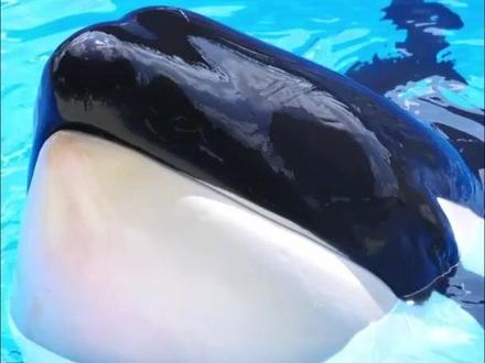 虎鲸抽血怎么找血管?网友:她真的想教会我!#秀我中国