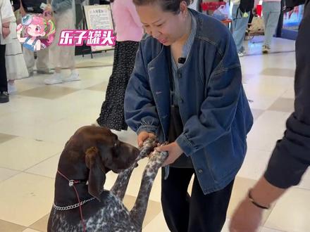 负责认真的寄养所,有责任心的狗主人,热心善良的网友路人 太感人了!(素材来自刘传奇、金宝的妈妈)#狗狗#寻狗#宠物#感人#治愈