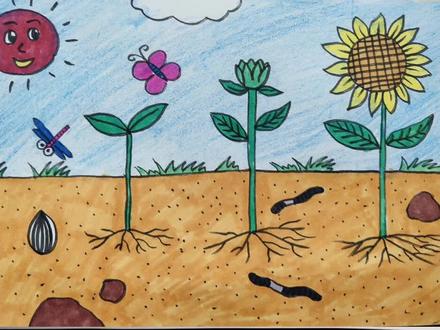 植物的生长过程,瓜子到向日葵🌻的过程#创意美术 #植树节 #绘画教程