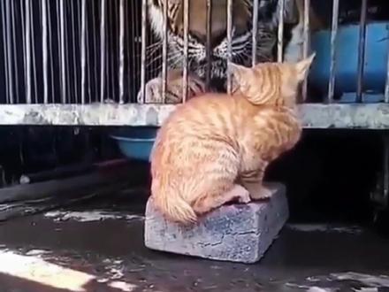 虎落平阳被猫戏 #老虎 #猫