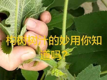 构树汁液的妙用你们知道吗?