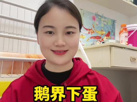 鹅界公认下蛋最多的品种#养鹅#鹅#豁眼鹅#养殖