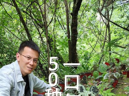 一口气认识50种国产野生秋海棠#植物科普