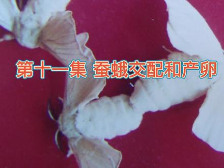 蚕蛾交配和产卵#科普 #蚕宝宝成长记 #蚕丝被 #美丽南方 #南宁