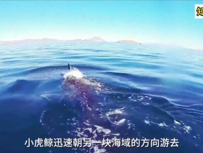 虎鲸妈妈被绳子缠绕 小虎鲸不惧危险求助人类万物皆有灵爱护环境 #科普 #涨见识 #虎鲸 #自然科学 #万物皆有灵性