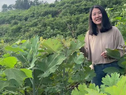 全株有毒,年销却破亿:这棵会吹号的草,凭什么逆袭?#博落回 #植物科普