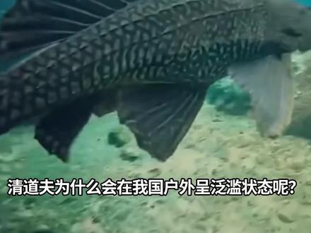 清道夫为什么会在我国泛滥成灾?说印度比较少见,真的是被印度人烧烤吃掉了吗?#外来物种 #科普 #粉碎谣言