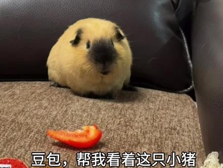 当我让ai帮我盯着小猪不让他偷吃时…#荷兰猪 #萌宠 #萌宠出道计划 #豚鼠