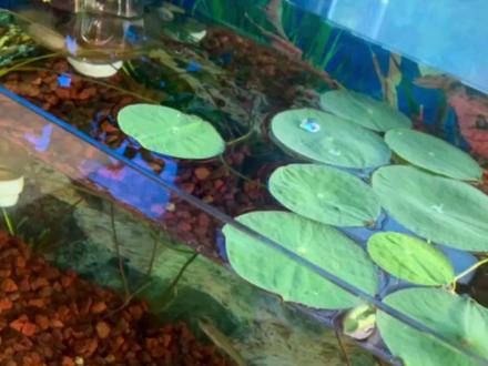 许多花友想在室内用鱼缸养碗莲,这个是行不通的,光照、温度、泥土条件都不能满足碗莲生长的需求!养碗莲很简单:选择合适的容器,种在泥里,保持有水,多晒太阳!#碗莲 #碗莲种植 #碗莲种子 #碗莲开花 #碗莲种植技术