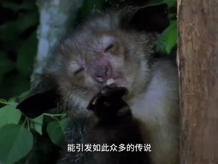 被视为死亡预兆的指猴 #神奇动物在这里 #动物世界 #鹦鹉 #动物迷惑行为 #流量扶持