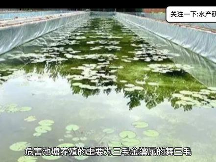秋冬低温三毛金藻频发,详解其危害及应对措施