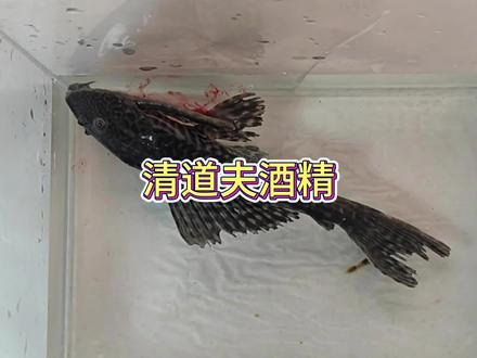 清道夫不怕蛰 #清道夫