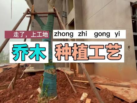 乔木种植规范#景观园林 #绿化