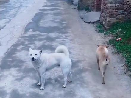 网络人物志第1期 摸摸哥 #摸摸哥 #疯狂小泰迪 #搞笑 #保护动物人人有责 #流浪狗不再流浪