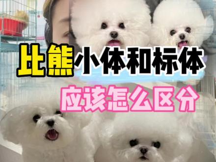#萌宠 #比熊 ,教你们比熊怎么区分大体,小体么