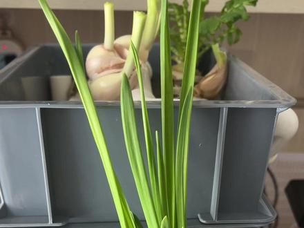 第312集丨用鱼缸水水培蔬菜(大蒜🧄小葱和萝卜),没想到吃上了新鲜蔬菜,还不用施肥,还能净化水质,一举两得,尤其周转箱顶层,尤其适合。#水培植物 #鱼缸水培 #水培蔬菜 #养鱼日记 #养鱼水培