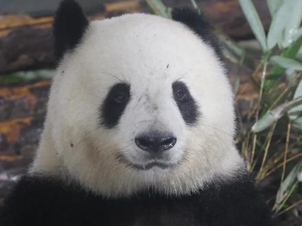 大熊猫奇迹:看看谁在蛐蛐我 #陕西秦岭大熊猫奇迹大丫蛋