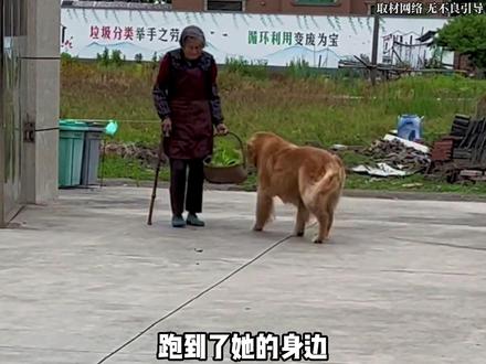 生灵拦路必有缘故,不是报恩就是求助#狗狗 #万物皆有灵性