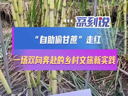 “自助偷甘蔗”走红:一场双向奔赴的乡村文旅新实践 浙江绍兴新昌农户王勇龙的一亩半甘蔗地,因“自助偷甘蔗”模式意外走红。这场始于网友玩笑的创新,以18元/根、夜间无人值守的自助形式,开放不足一月便营收超3万元。
“偷”的名义下,是游客与农户的信任默契——无人盯防却无一人逃单。游客在夜色中寻回童年野趣,农户凭玫瑰酵素培育的优质甘蔗收获“回头客”。这种模式跳出传统农产品销售框架,将采摘升级为情绪体验,也为乡村文旅提供新思路。
从“下地干活式旅游”到“自助偷甘蔗”,此类体验式消费重塑乡村文旅形态:让游客从“看风景”变为“进风景”,农产品的附加值也大幅提升。这场双向奔赴的实践证明,乡村文旅的活力,藏在对消费者需求的洞察与对土地价值的创新挖掘中。