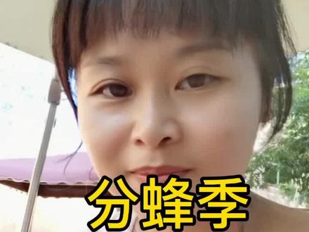 分蜂季节是什么时候