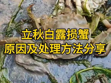 立秋之后塘口损蟹多,什么原因引起的?应该如何处理?这个视频大家可以参考下!#2023新农人计划 #大闸蟹养殖 #螃蟹养殖 #河蟹养殖 #兴化大闸蟹