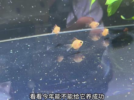 金波子入缸啦,你们觉得好看吗?希望能养成功吧!#养鱼日记 #新鱼入缸 #金波子