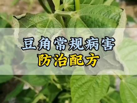 豆角病害防治 豆角常规病害防治配方#豆角种植