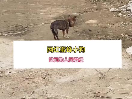 世界总是破破烂烂 但却有人缝缝补补……#蜜蜂小狗 #治愈 #人间温暖