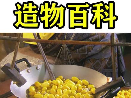 涨知识!-揭秘丝绸养殖 缫丝 织造全过程! #丝绸 #涨知识 #科普 #奇妙知识在抖音