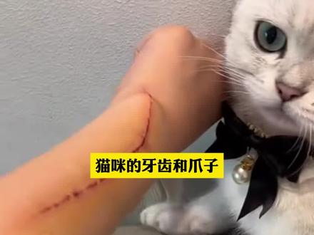 被猫咪的爪子牙齿刮到千万别慌 #猫咪 #新手养猫 #养猫人 #科学养宠攻略 #养猫经验分享