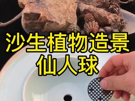 沙生植物造景~仙人球,《100道菜》第33道菜