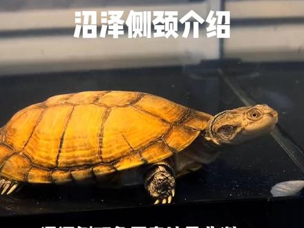 最近很多龟友都来问我关于沼泽的问题,还有龟友乱买被坑,大家一定要了解好在入手喔#养龟日常 #龟宠时代 #养龟人 #龟龟🐢 #观赏龟