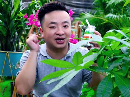 发财树这么好养的植物为什么你老养不好,听听奎哥怎么说!#养花小知识 #花肥 #养花匠 @DOU+小助手