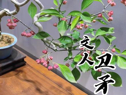 君子文人树,犹得古风韵(文人卫矛)#盆景#小微盆景 @DOU+小助手