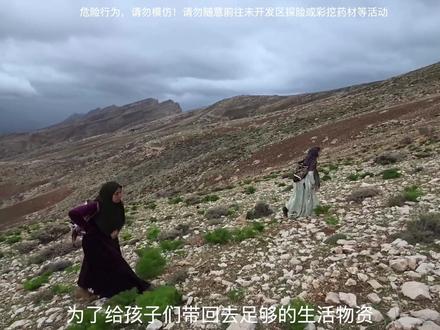 索格拉母女不可思议的一天:遇到野狼和一只呆萌刺猬 #游牧生活 #山区生活 #刺猬 #狼 #野外