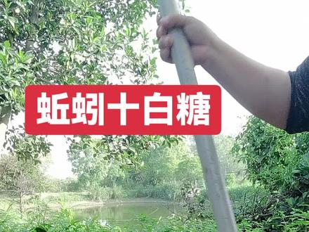 #蚯蚓十白糖#大自然的馈赠 #农村生活