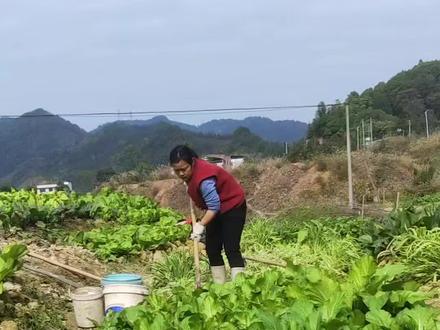 #乡村生活视频 #抖音农村人 #地里干活 #学种菜,今天分享我个人移栽柳叶菜的经验