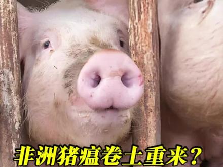 非洲猪瘟卷土重来?两部门:菲猪野猪禁入