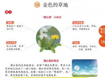 三年级上册第五单元《金色的草地》学习指导!#三年级语文上册 #学习重点 #金色的草地 #课堂笔记分享