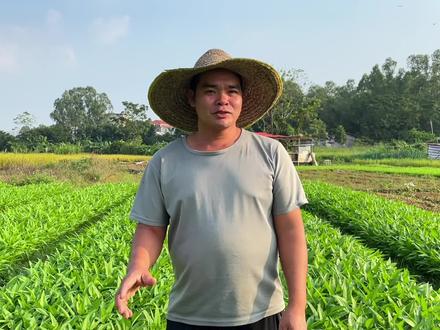 最全面的空心菜种植技术#新农人计划2023 #来抖音学农技 #乡村守护人 #种植小技巧