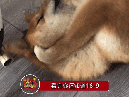 现在已经满脑子的16-9了,这是不是写论文时的你?