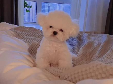 这段哼唧声到底表达的什么意思?wasabi听了三遍,三次都是这样子歪头听,歪头频率也一样。