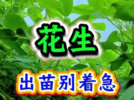 花生出苗慢别着急 后期做好管理#花生 #花生种植 #花生米 #种花生