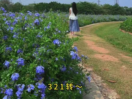 🌿 ꕤ⋆⸝⸝交换春天⸝⸝ 🪻
陌上花公园的蓝雪花盛开ing~
现在就是最佳赏花期 ,超美超治愈的一大片蓝雪花海!这个场景我可以来拍一百次!🥰
📍导航定位陌上花公园如飞停车场,出停车场再往前走一点就可以看到啦
📷:富士xh2+铭匠35 1.8
#摄影 #氛围感 #森系 #生命力 #花海拍照