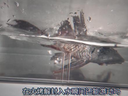 “撒旦一觉起来掉榜二了”
#撒旦#MVP#清道夫奇葩试验