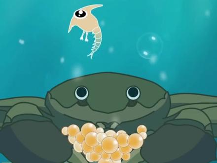 一分钟,带你了解大闸蟹生长过程#大闸蟹 #生长发育 #动画短片